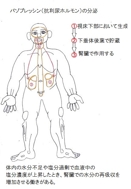 大阪枚方市の福本鍼灸院の腎臓治療の漢方的改善法